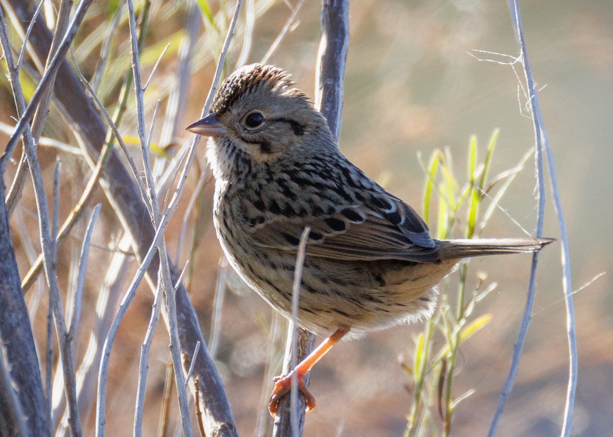 Lincoln's Sparrow - ML647438765