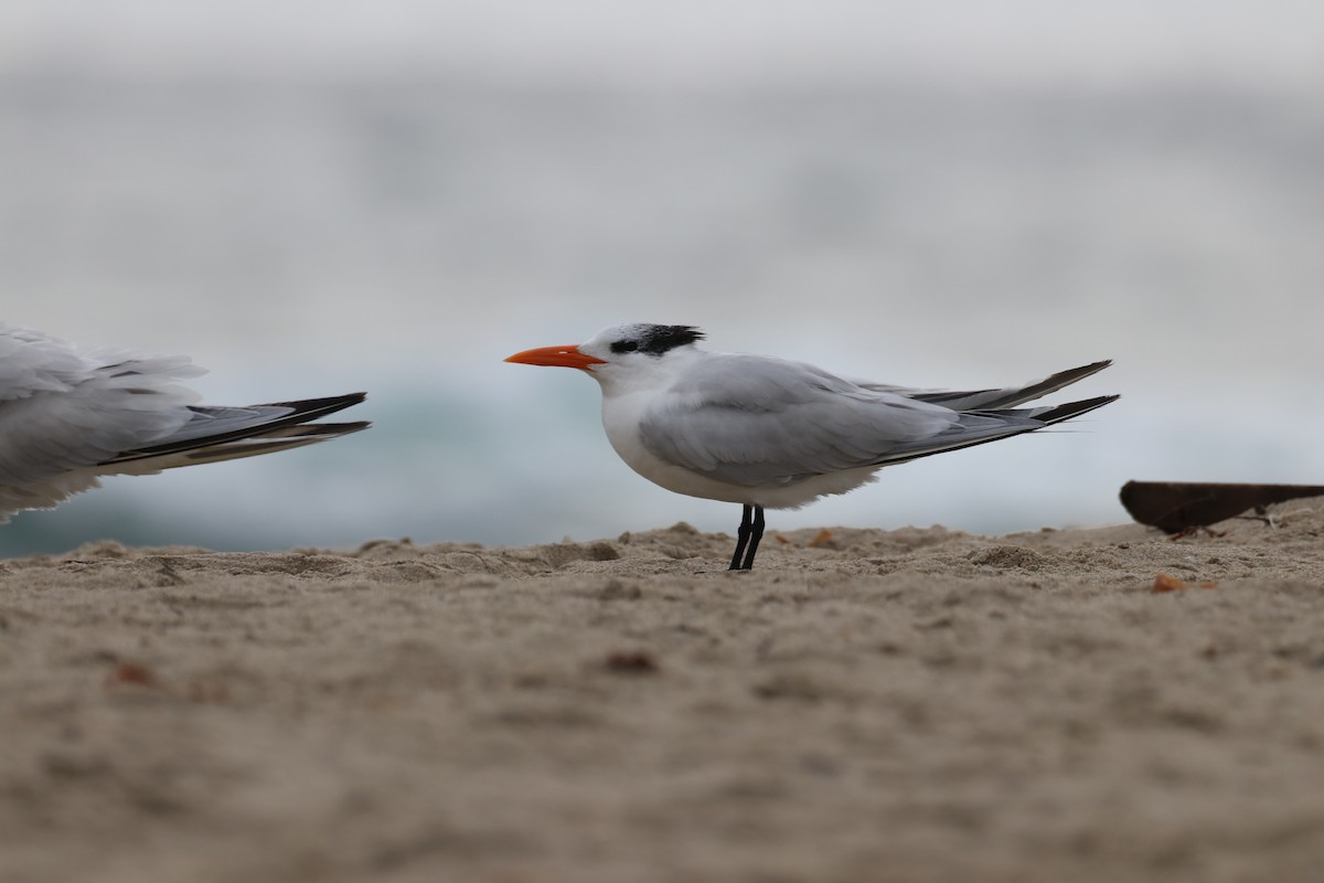 Королевская крачка - ML647438770