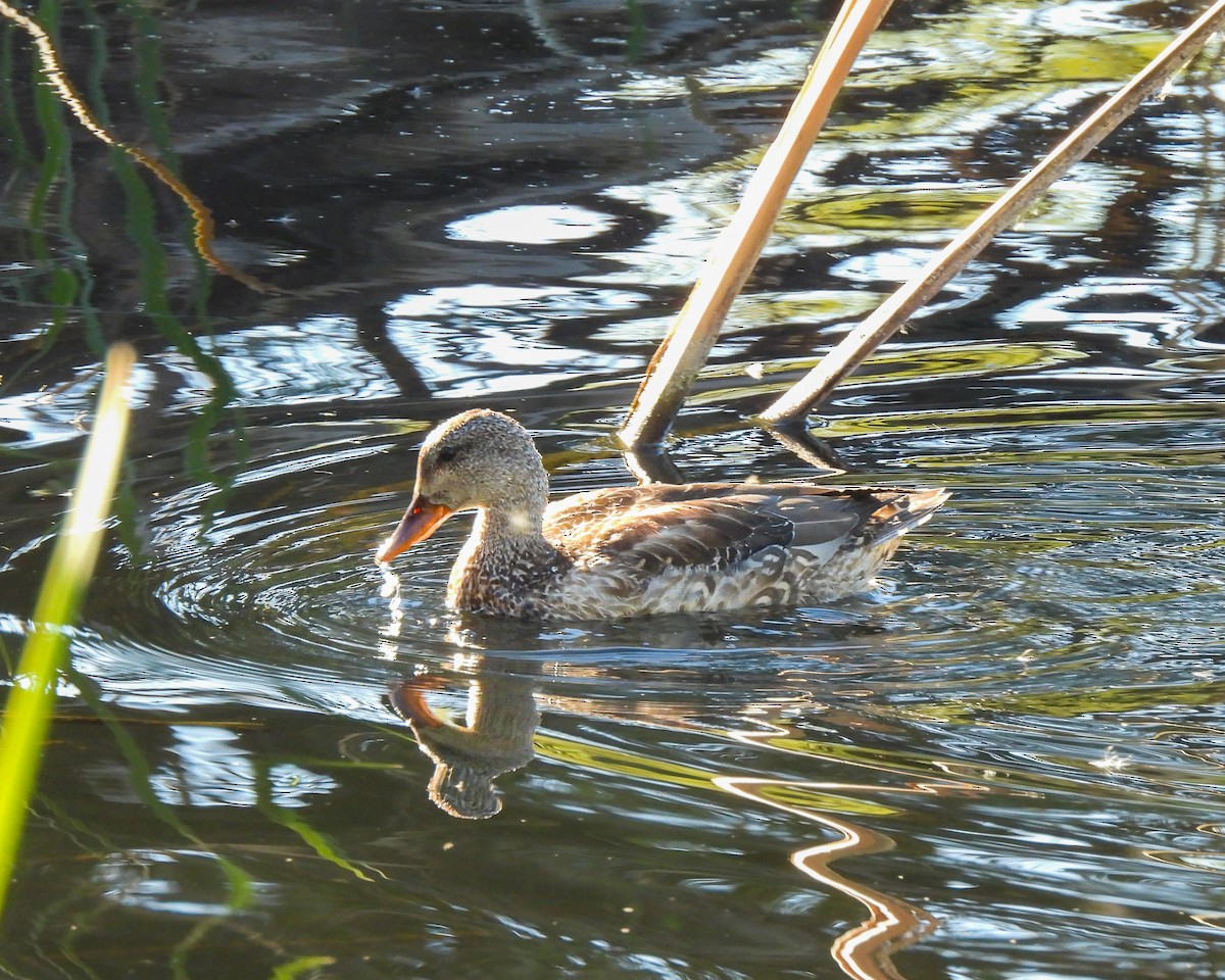 Gadwall - ML647438771