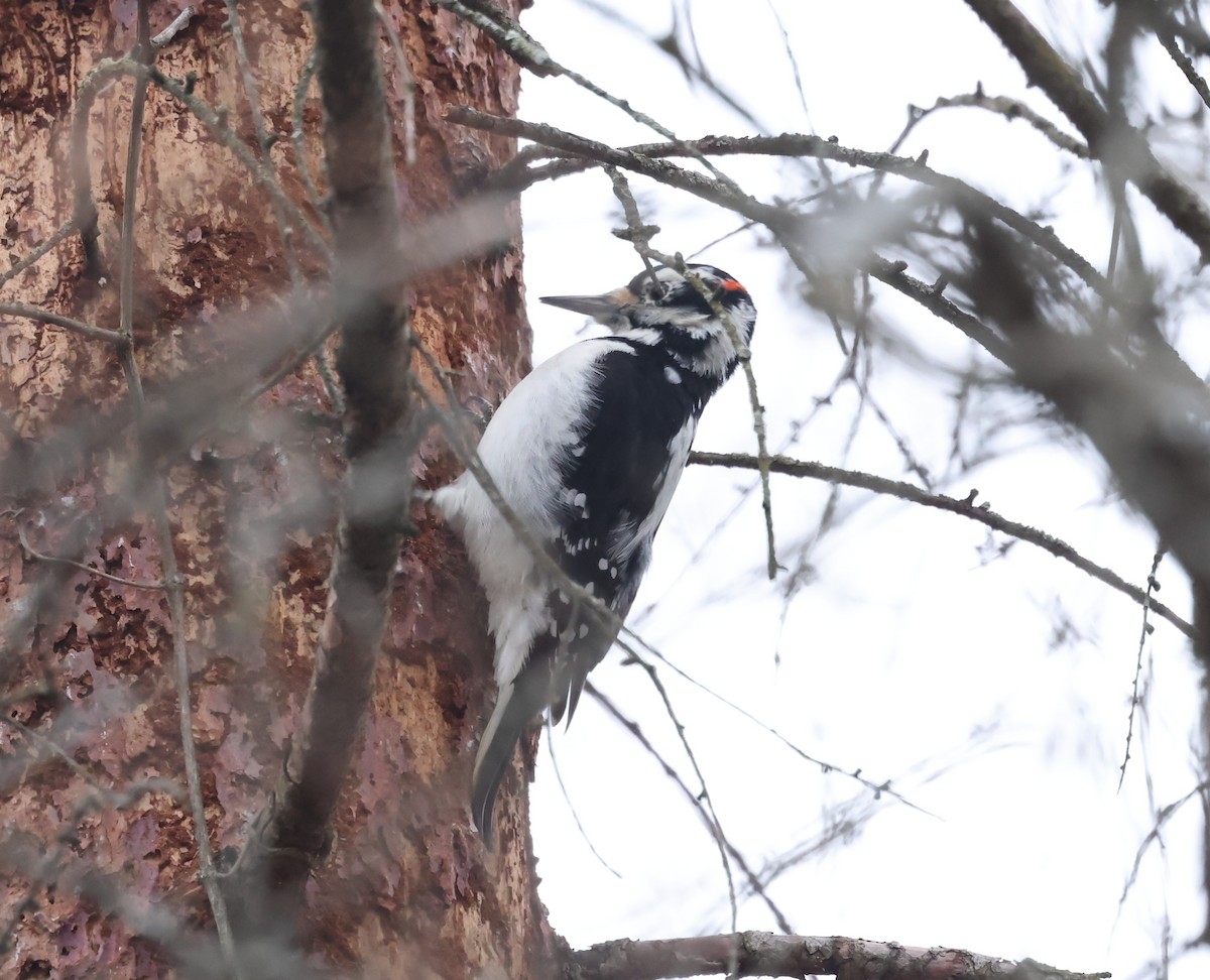 Hairy Woodpecker - ML647438780