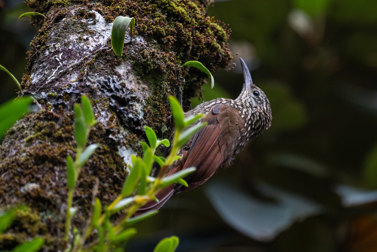 Spotted Woodcreeper - ML647438781
