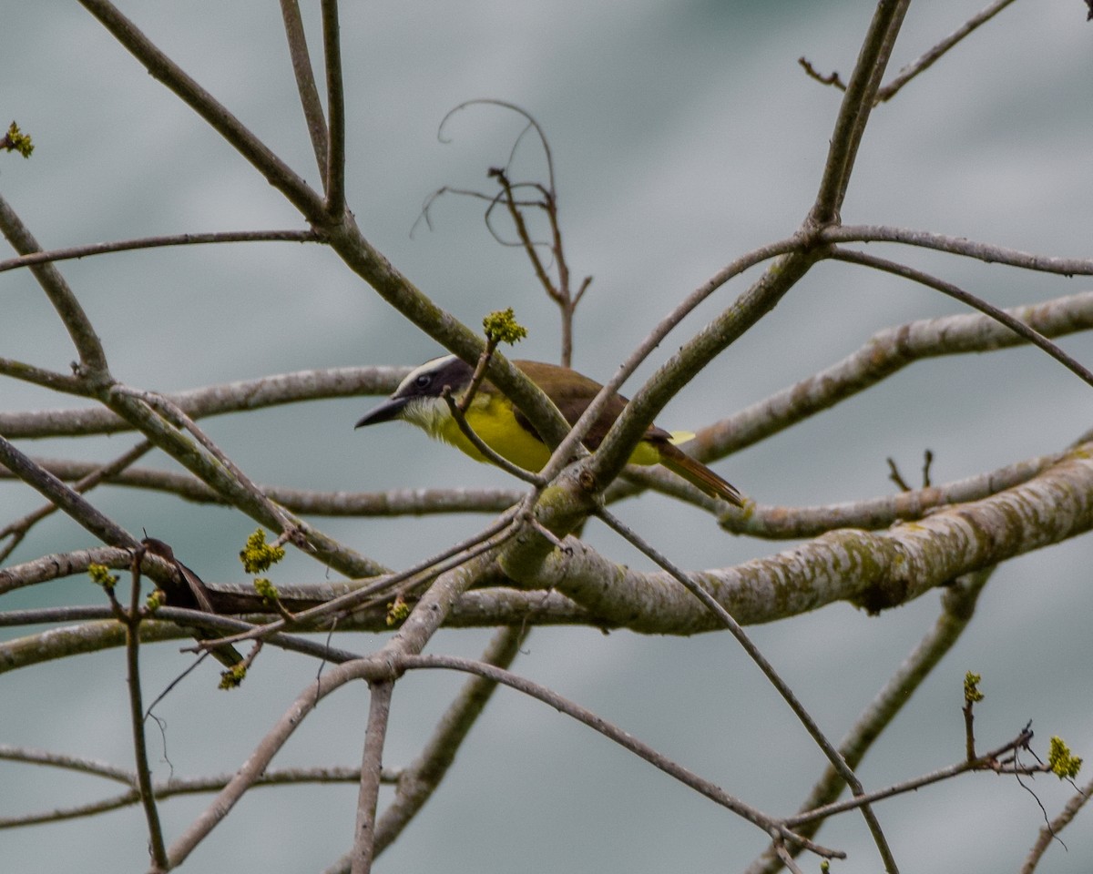 Boat-billed Flycatcher - ML647438807