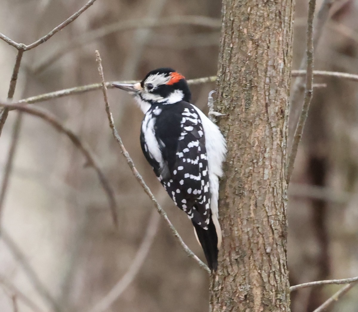 Hairy Woodpecker - ML647438809