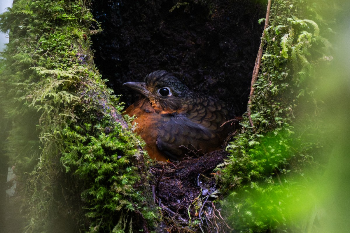Scaled Antpitta - ML647438819