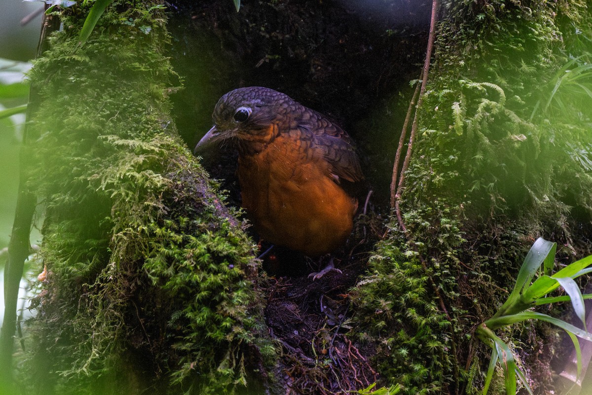 Scaled Antpitta - ML647438820