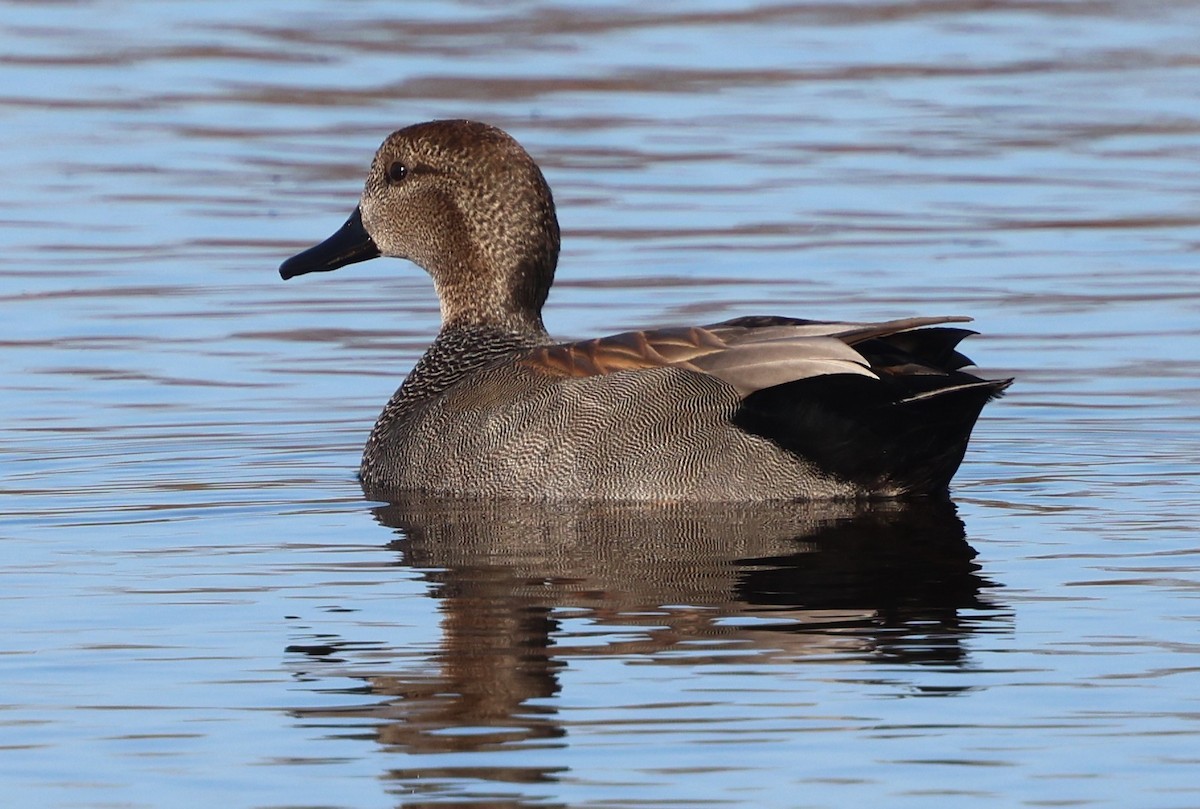 Gadwall - ML647438822