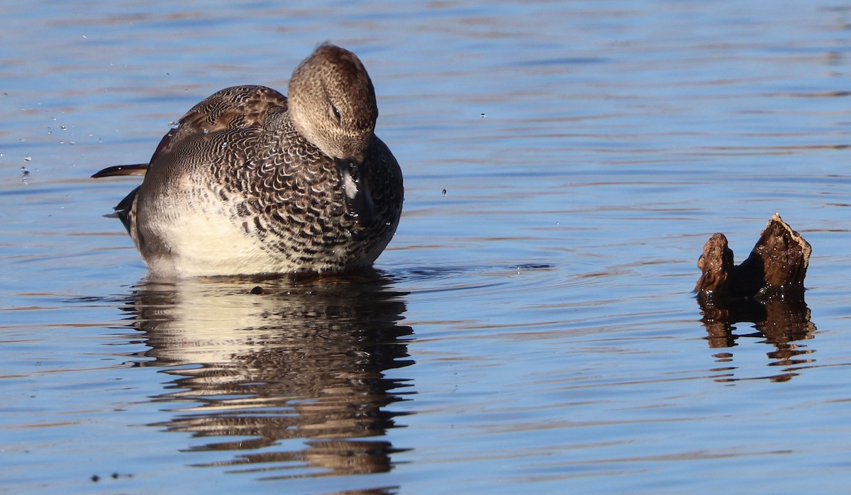 Gadwall - ML647438823