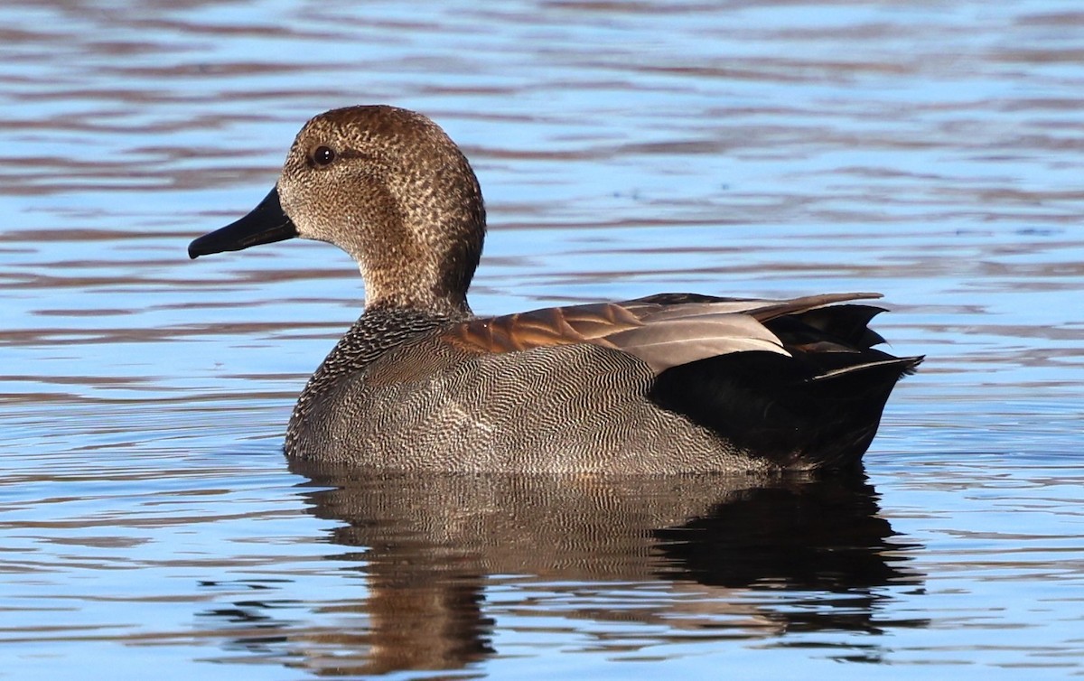 Gadwall - ML647438824