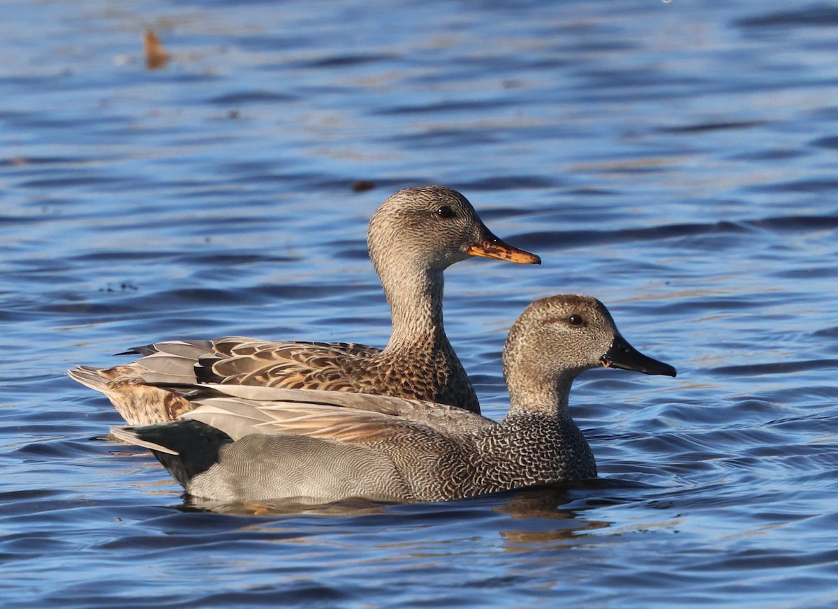 Gadwall - ML647438825