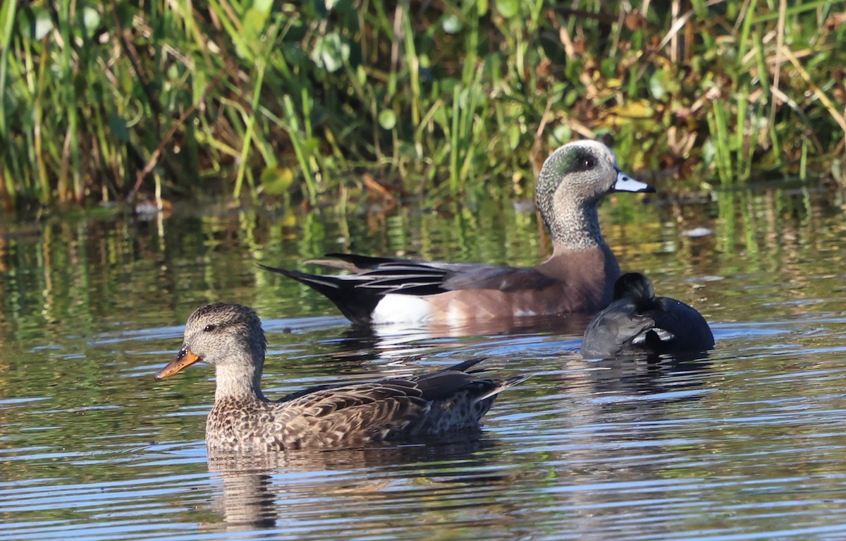 Gadwall - ML647438826