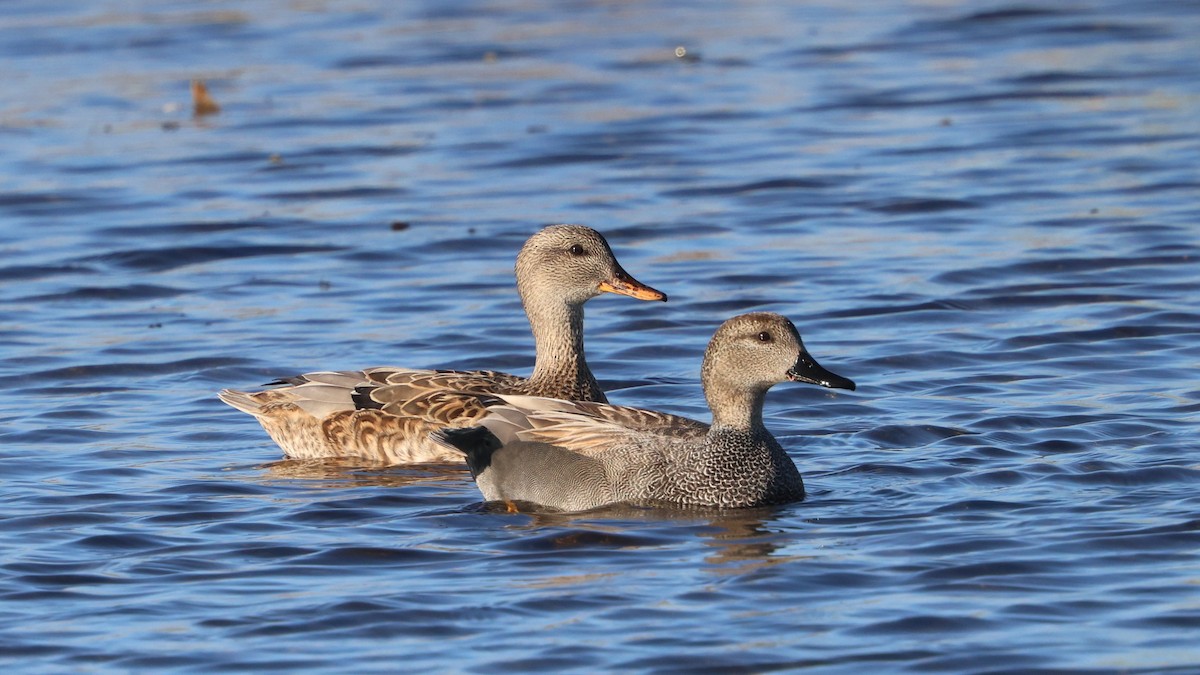 Gadwall - ML647438827