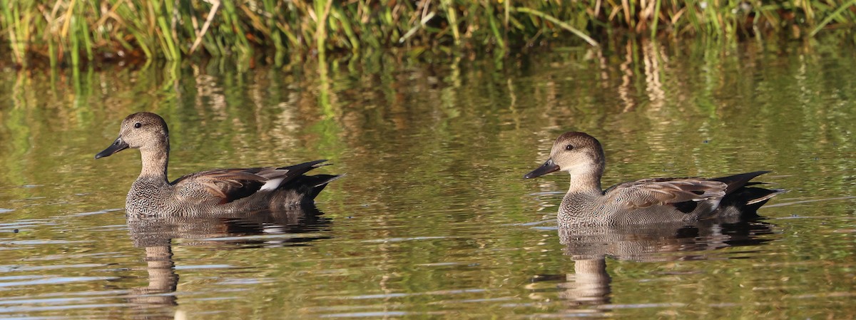 Gadwall - ML647438828