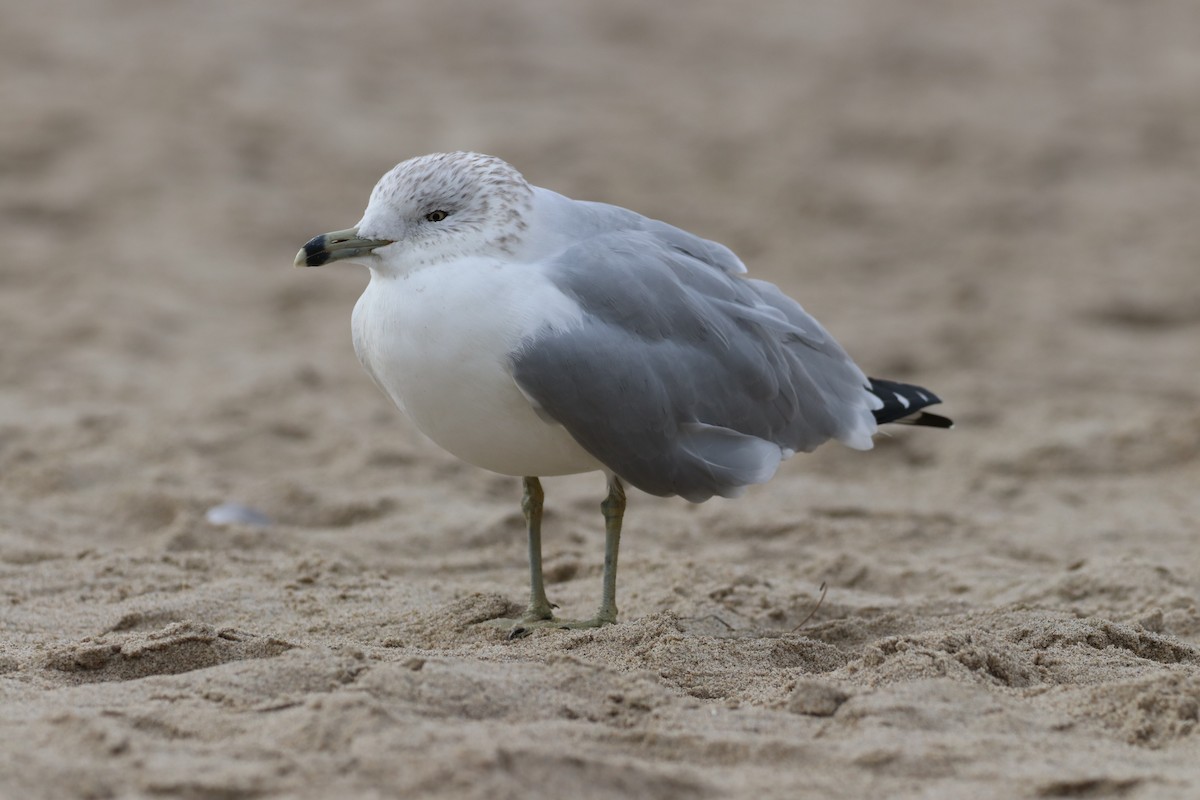 Делавэрская чайка - ML647438834