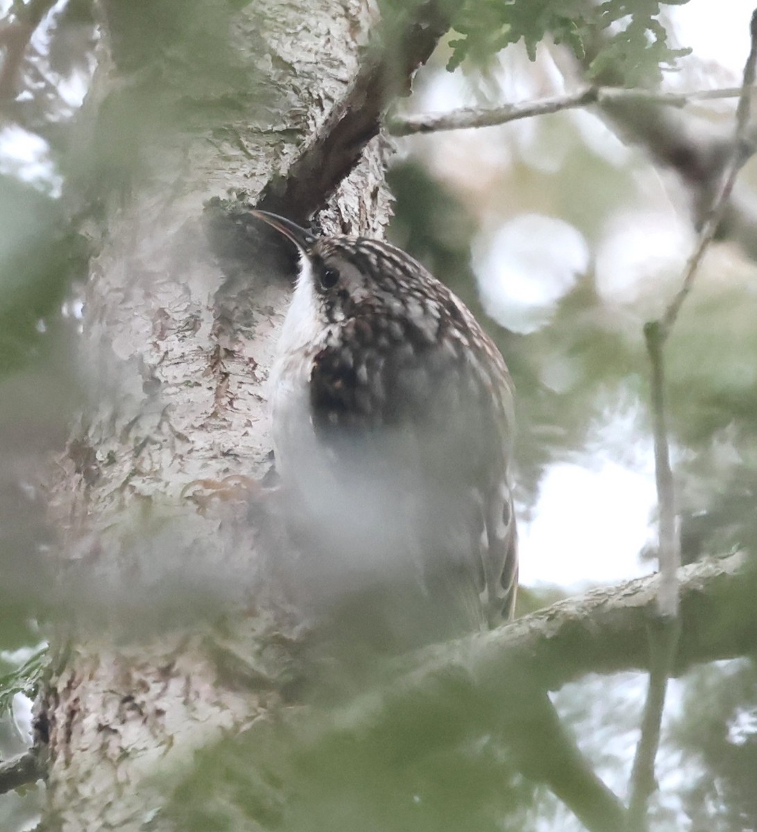 Brown Creeper - ML647438846
