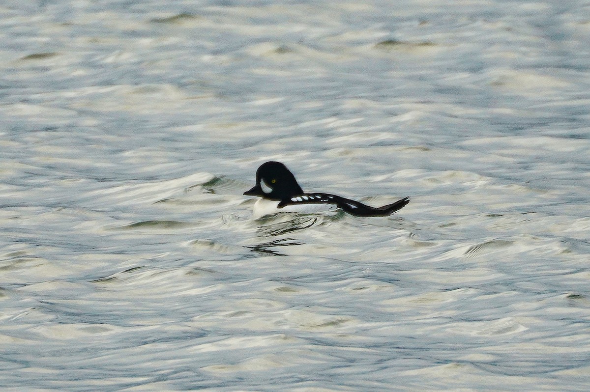 キタホオジロガモ - ML647438847