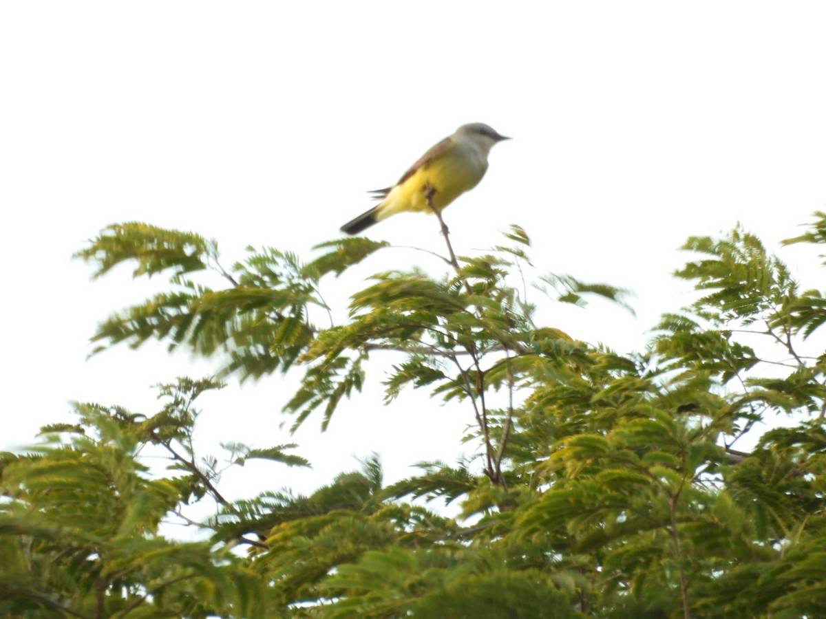 Западный тиранн - ML647438848