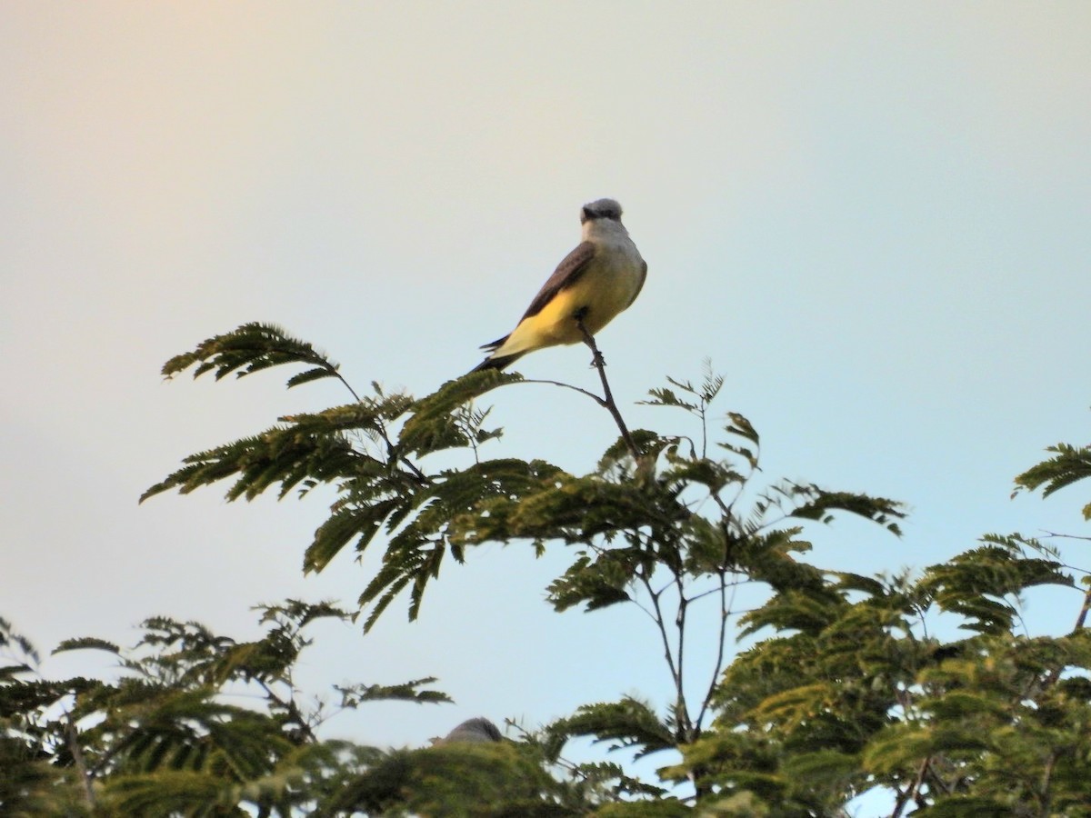 Западный тиранн - ML647438849