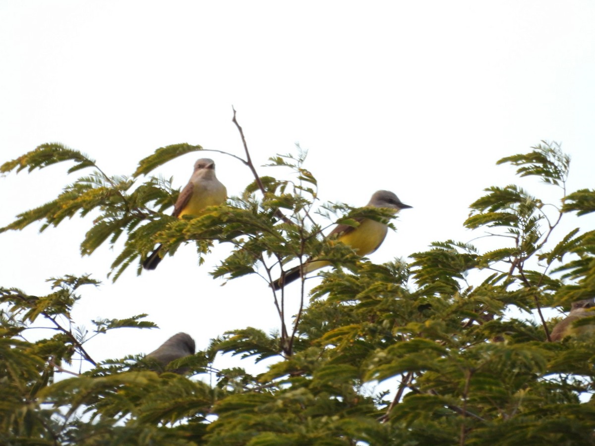 Западный тиранн - ML647438850