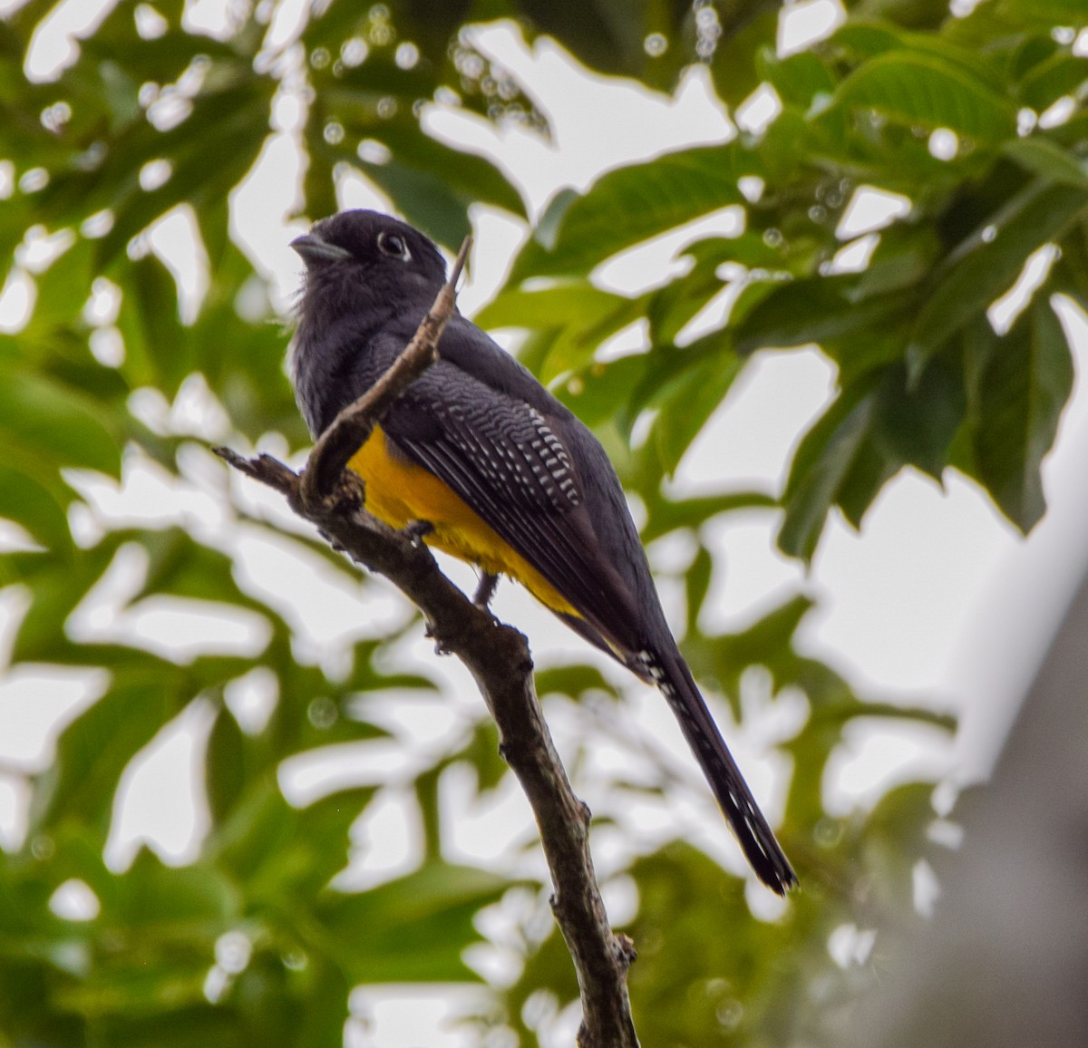 Mor Trogon - ML647438861