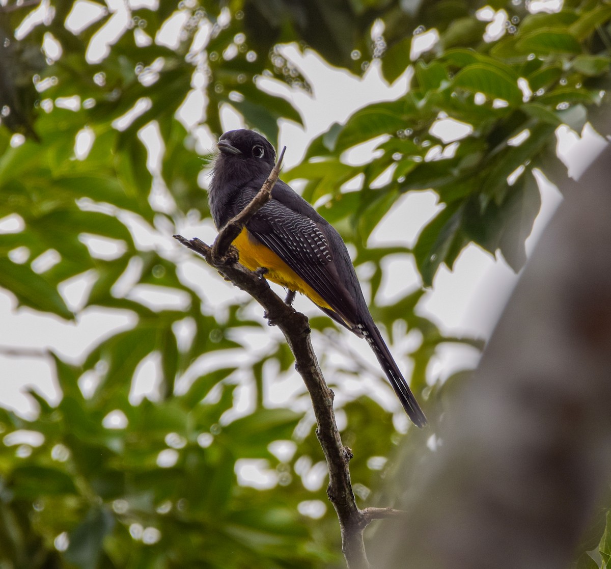 Mor Trogon - ML647438862