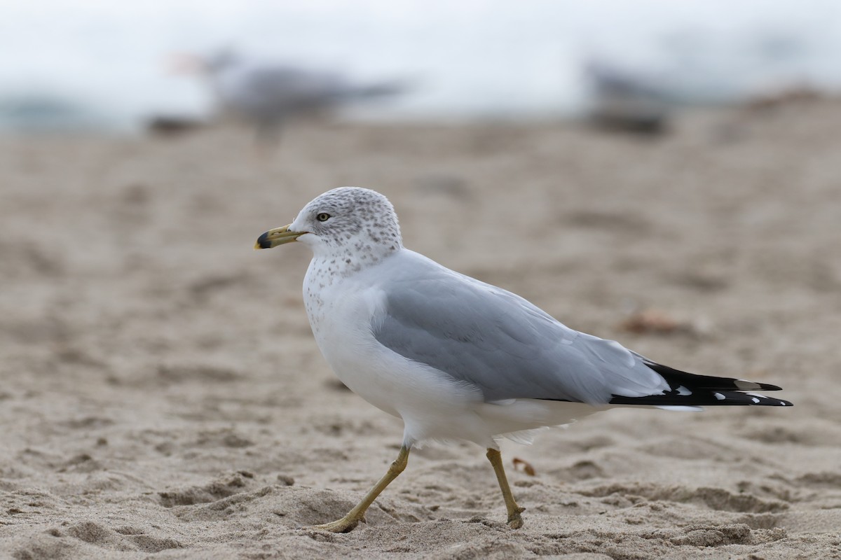 Делавэрская чайка - ML647438864