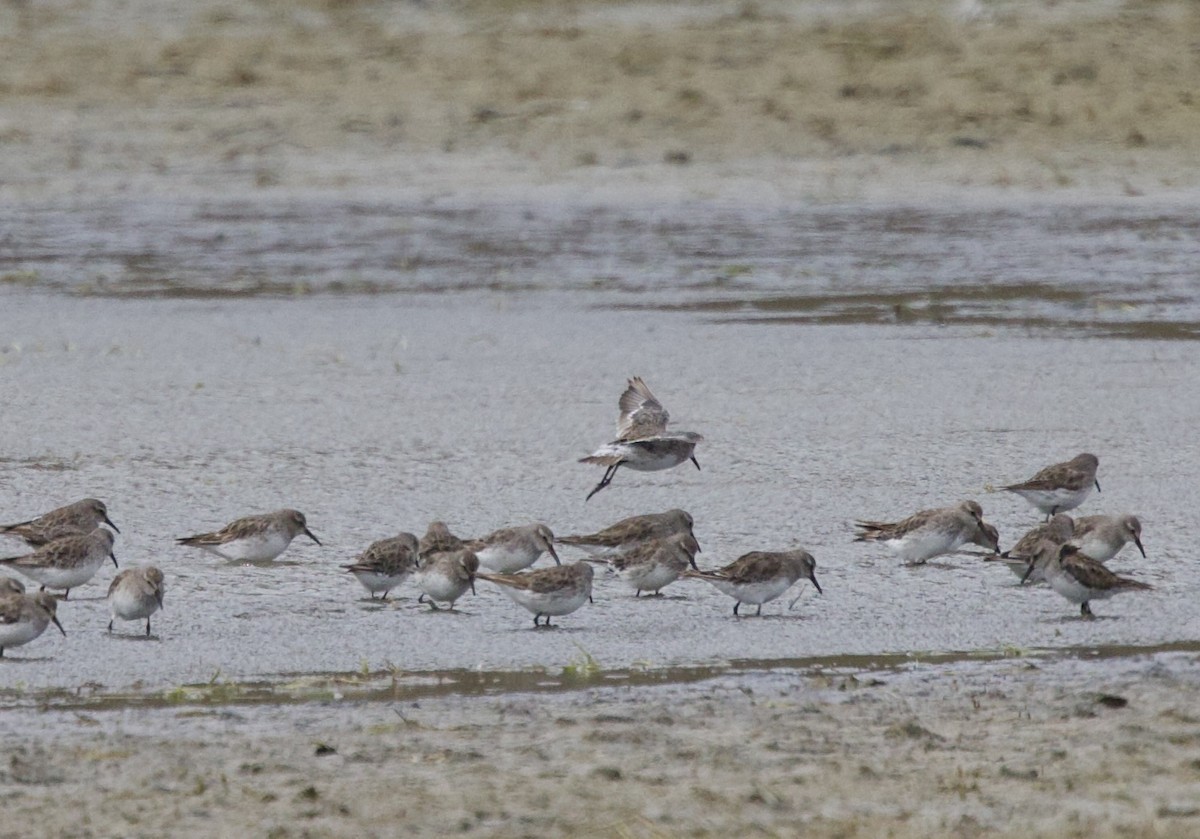 White-rumped Sandpiper - ML647438879