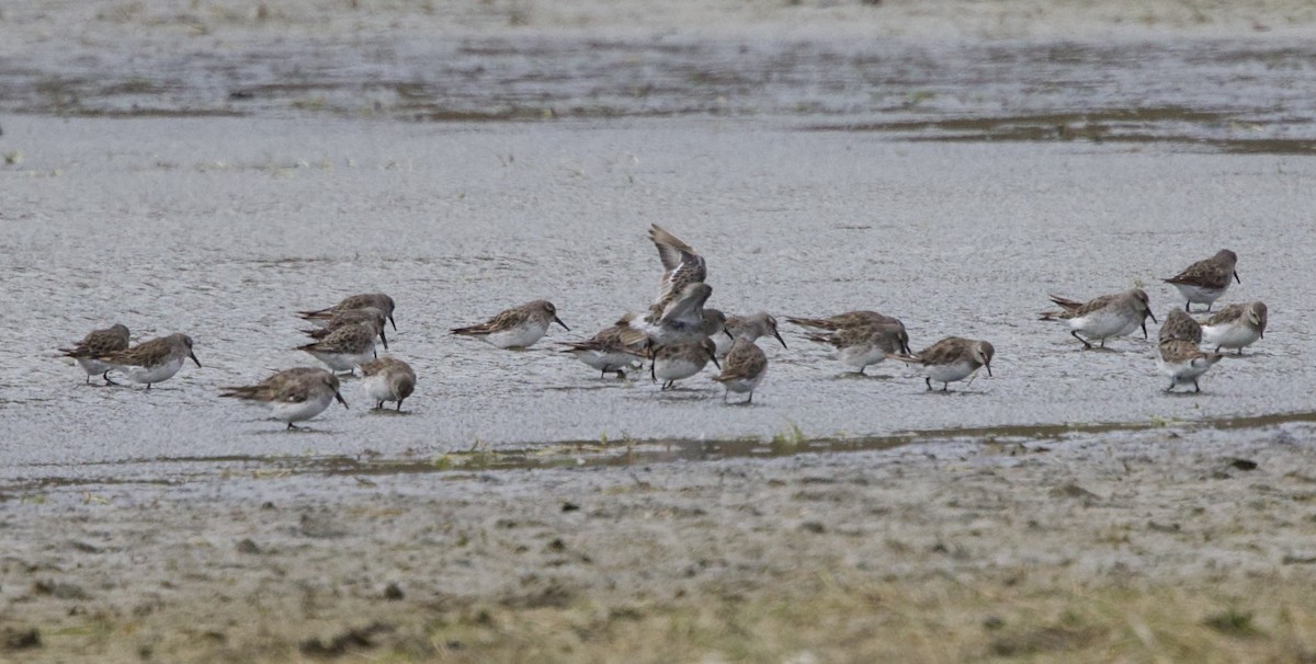 White-rumped Sandpiper - ML647438880