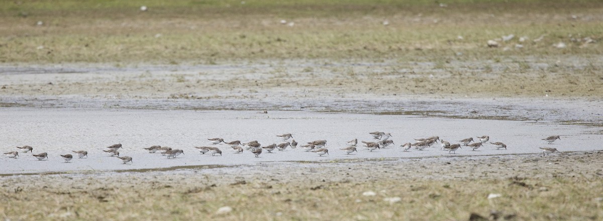 White-rumped Sandpiper - ML647438881