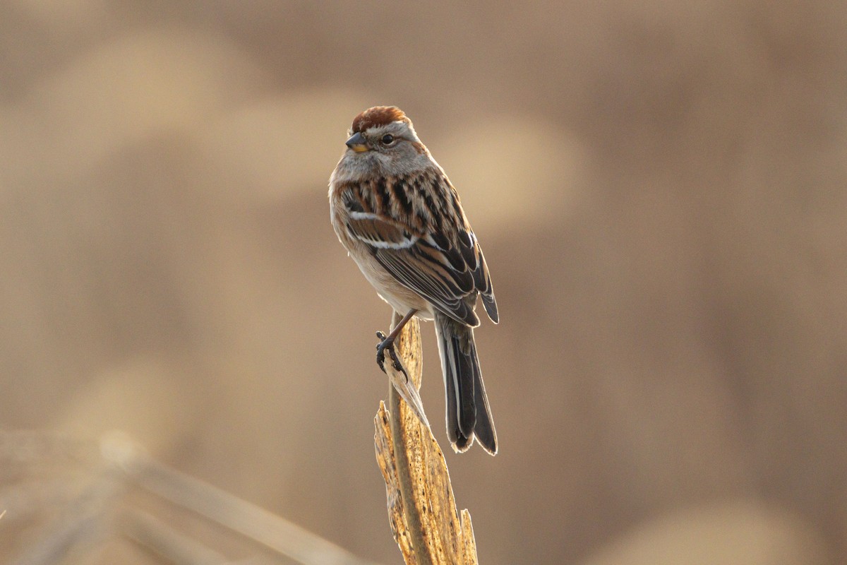 American Tree Sparrow - ML647438885