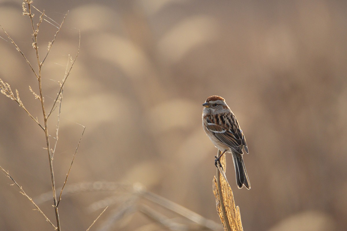 American Tree Sparrow - ML647438886