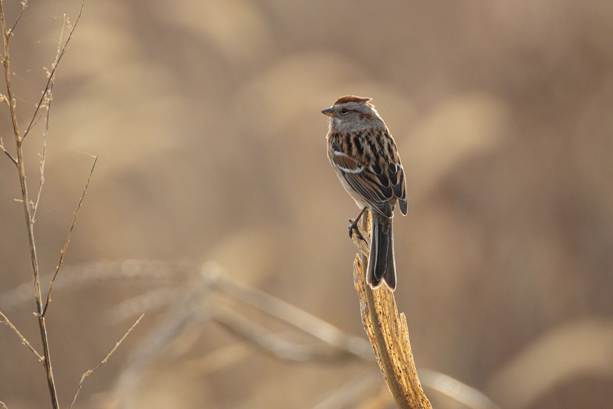 American Tree Sparrow - ML647438887