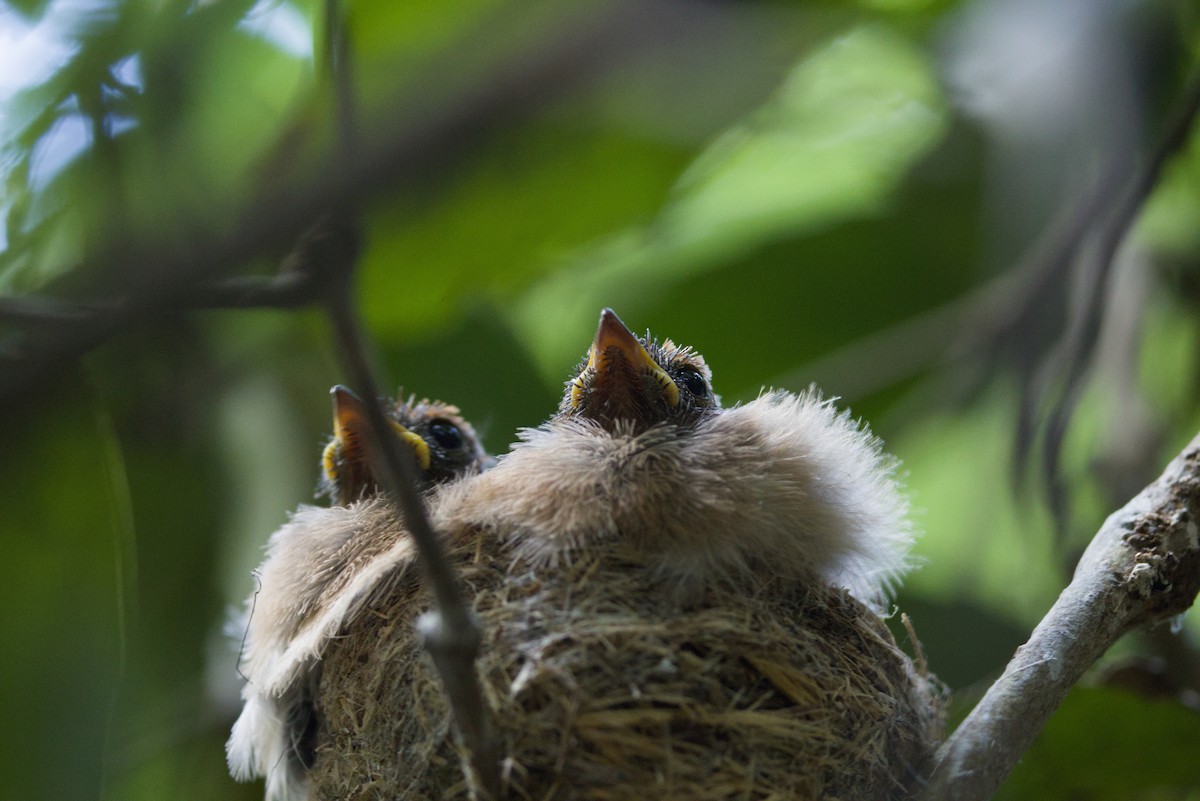 Australian Rufous Fantail - ML647438888