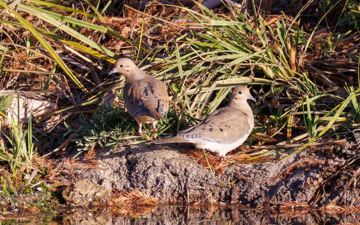 Mourning Dove - ML647438894