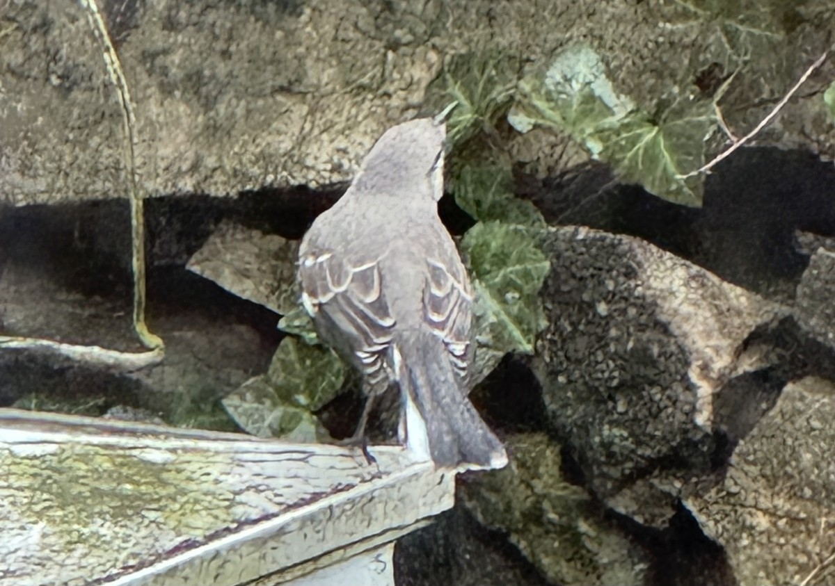 Пересмішник багатоголосий - ML647438897