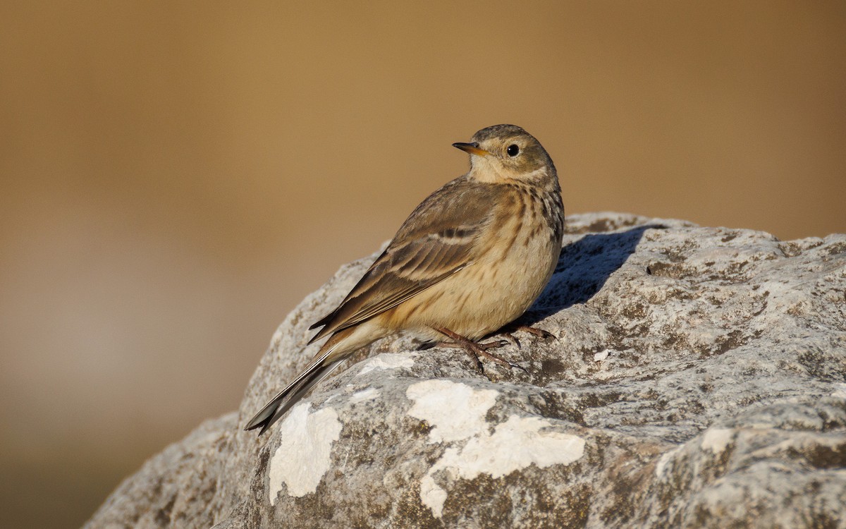 Американский конёк - ML647438944