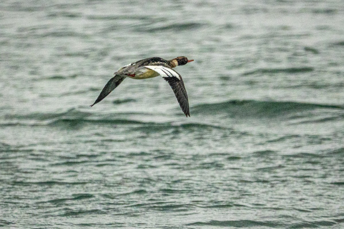 Serreta Mediana - ML647438953