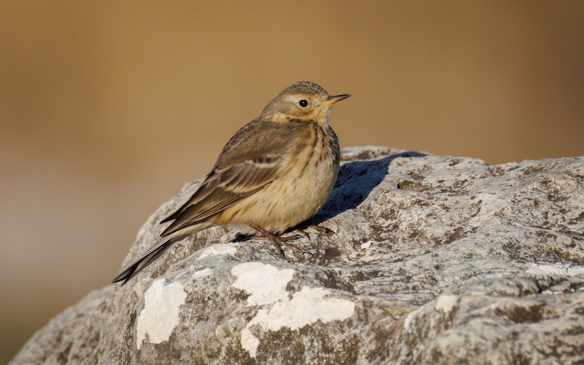 Американский конёк - ML647438955