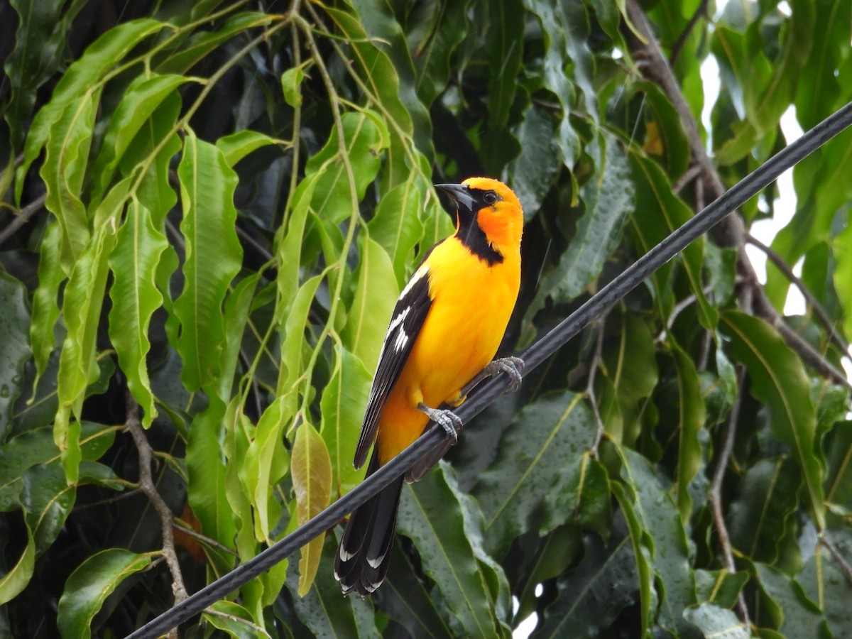 Altamira Oriole - ML647438956