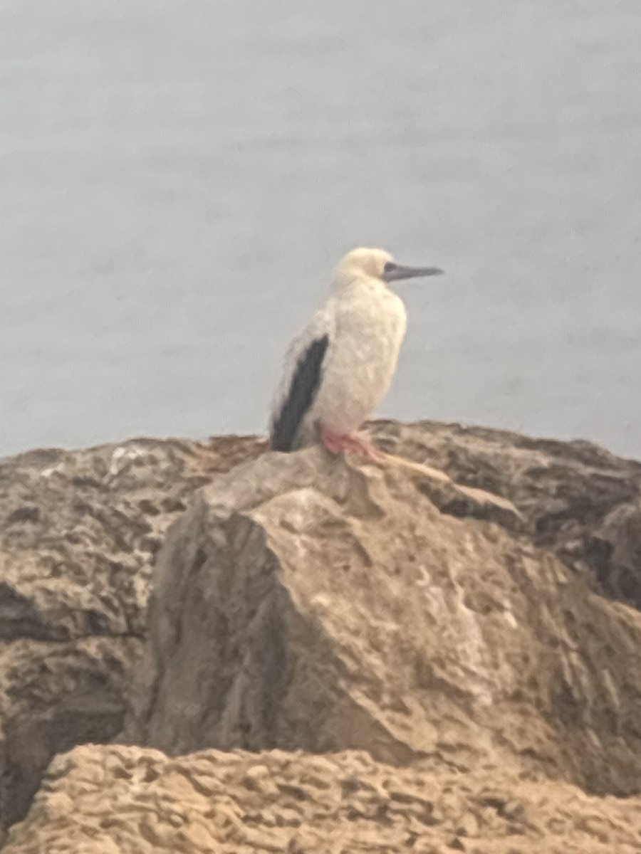 Сула червононога - ML647438972