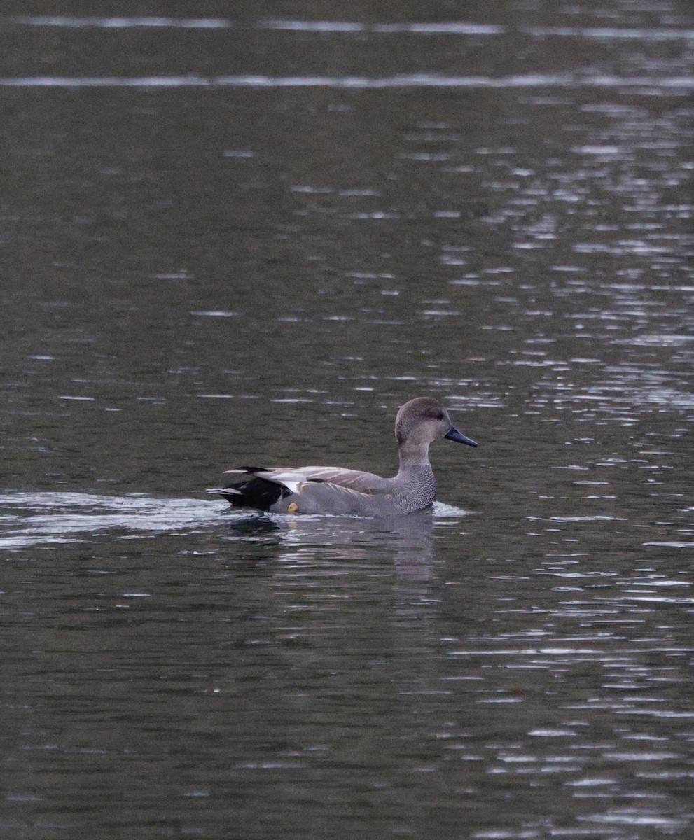 Gadwall - ML647438996