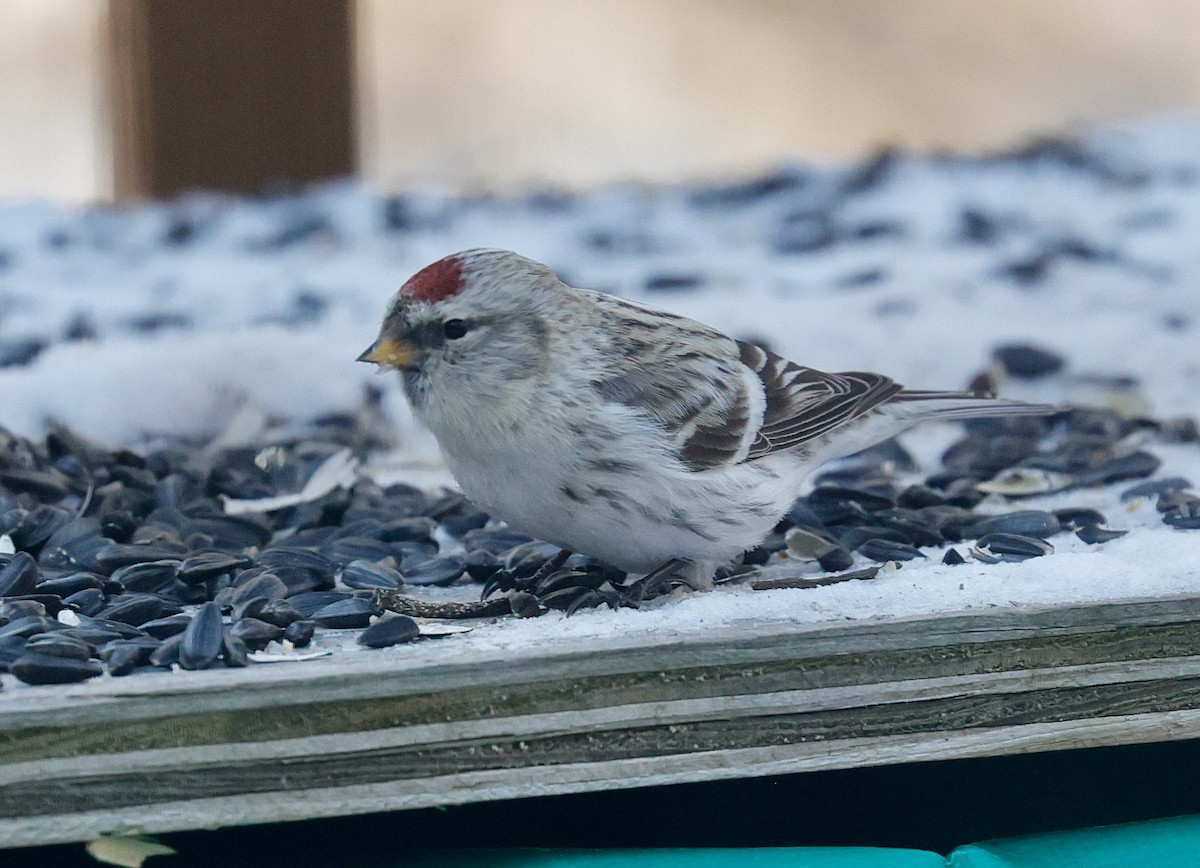 Redpoll (Hoary) - ML647438997