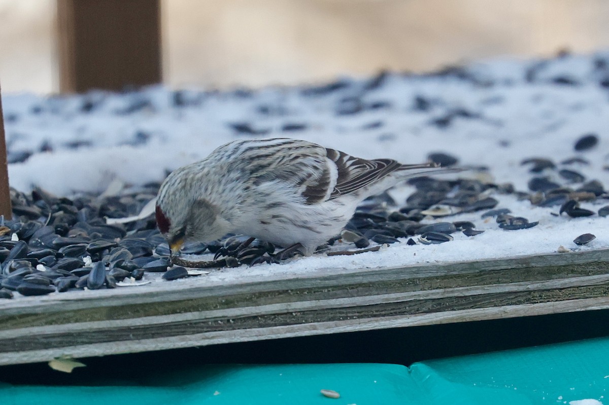 Redpoll (Hoary) - ML647438998