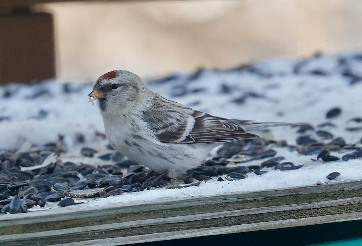 Redpoll (Hoary) - ML647438999
