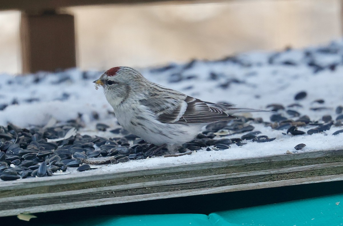 Redpoll (Hoary) - ML647439001