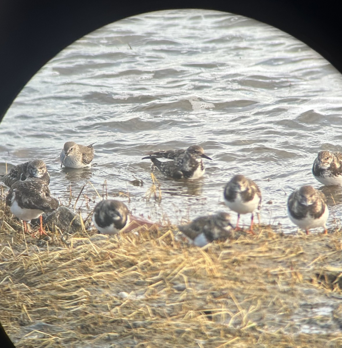 Побережник чорногрудий - ML647439005