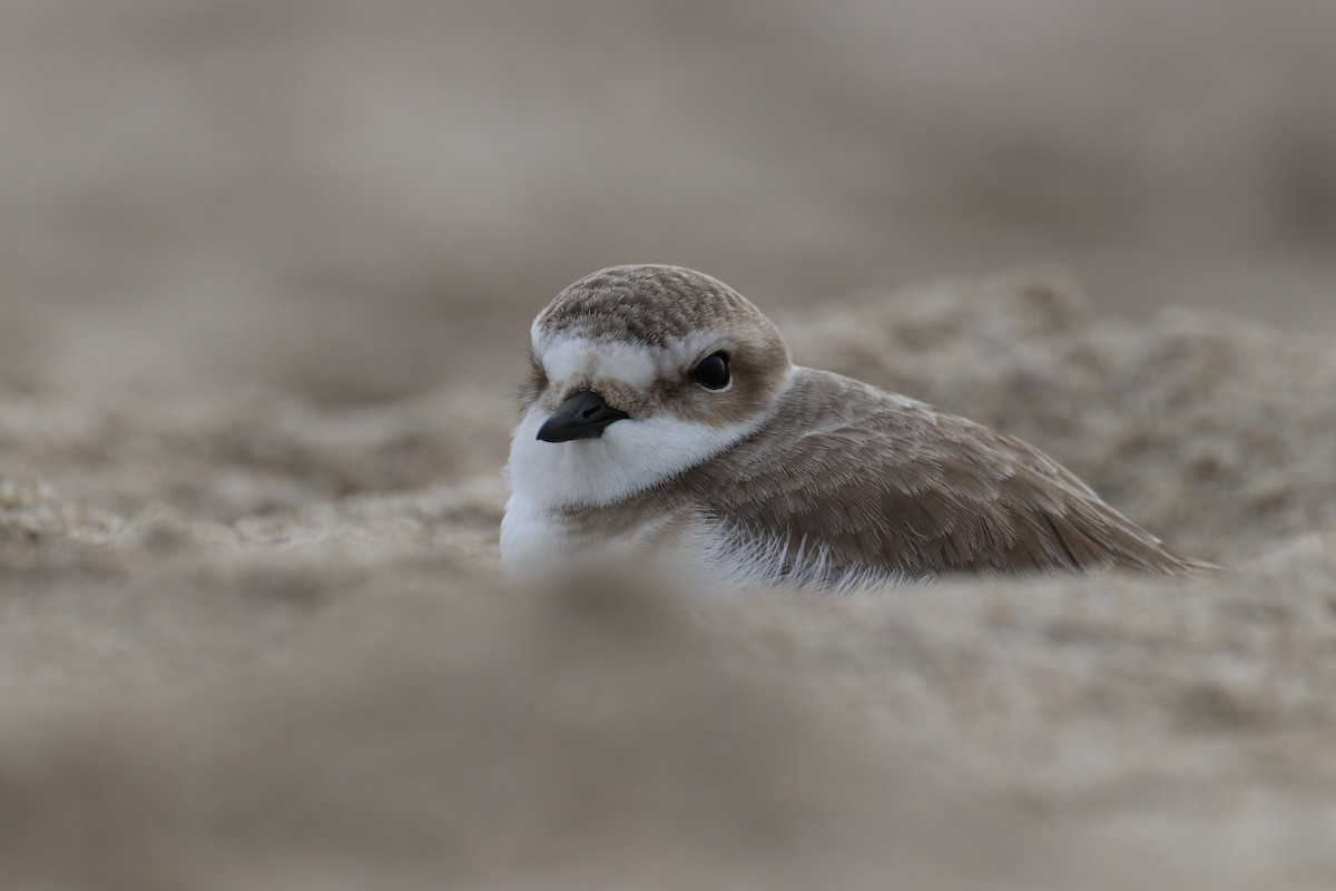 Бледный зуёк - ML647439009