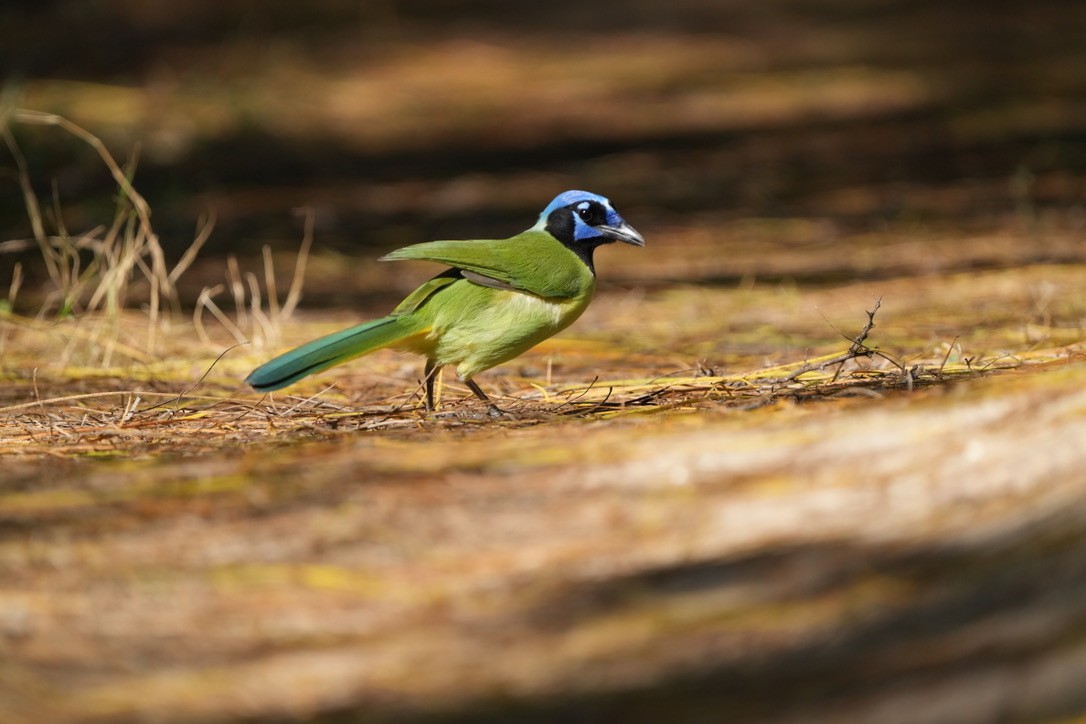 Inkablaurabe - ML647439010