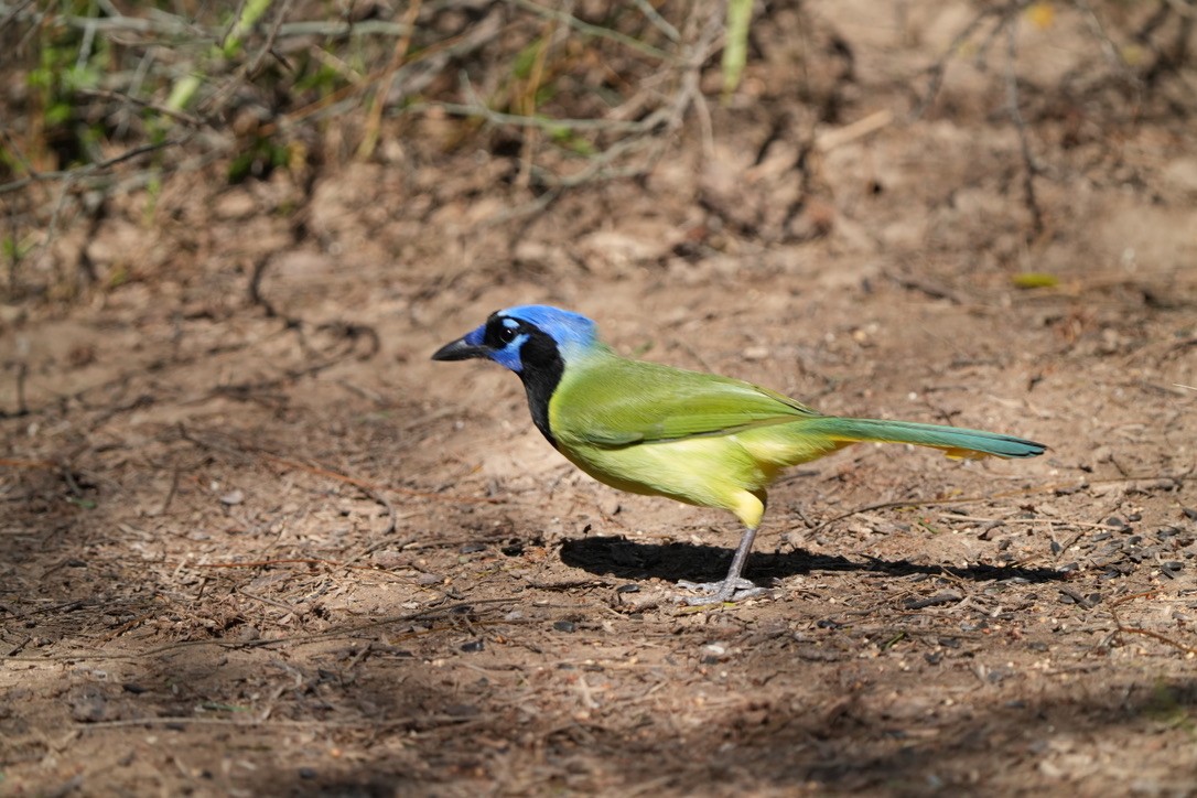 Inkablaurabe - ML647439014