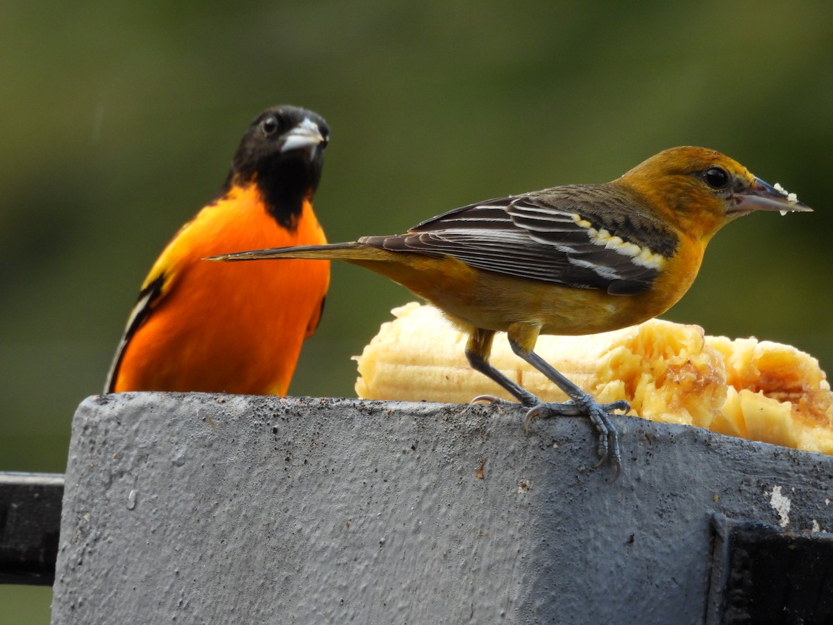 Балтиморский трупиал - ML647439019