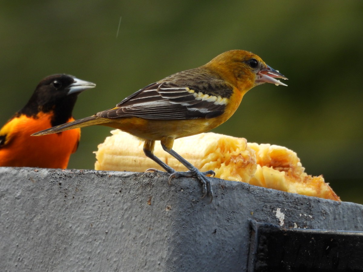 Балтиморский трупиал - ML647439020